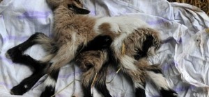 8 bacaklı keçi görenleri şaşkına çeviriyor!