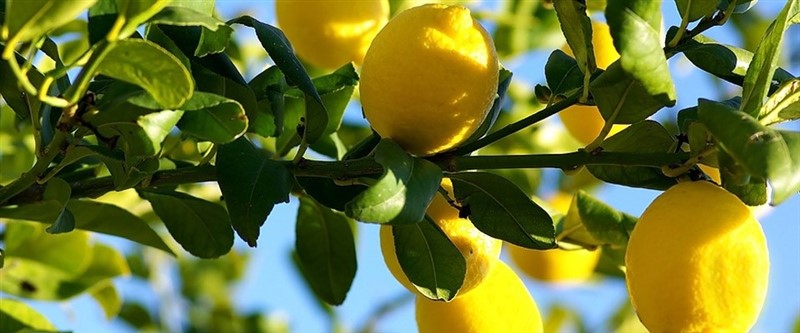 Fiyatı Fırlayınca Rusya Yasak Koyamadı