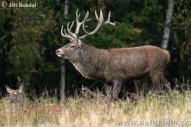 Yeni Av Sezonu Bilgilendirme Toplantısı Düzenlendi