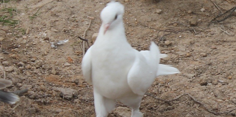 Güvercine Kanser Teşisi Konuldu...