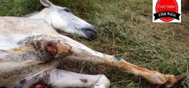 Bücür'ün Gömleği Yok Satıyor