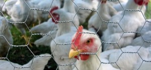 Tavuklar Tavuk Yemeye Devam Edecek