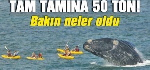 Dev Balinalar Av Peşinde!