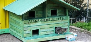 Kediler Yuvalarına Kavuşuyor