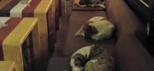 Kafe Sokak Köpeklerine Kapılarını Açtı