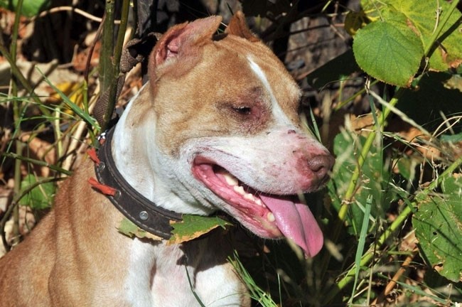Bursa'da cami avlusunda pitbull dehşeti