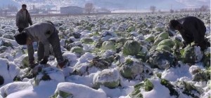 Lahanalar Kar Altında Kaldı..