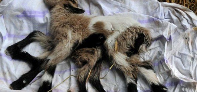 Nişan Gününü Göğsüne Kazıdı