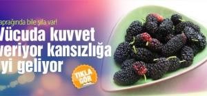 Dutun faydaları saymakla bitmiyor! Yaprağında bile şifa var