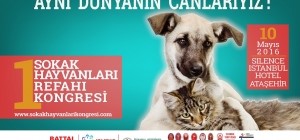 Sokak Hayvanları sahipsiz değil.