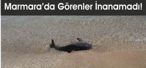 Marmara'da Karaya Vurdu!