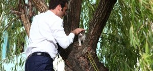 Timur Acar'dan Kedi Operasyonu