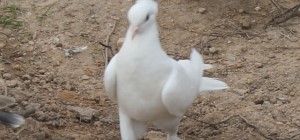 Güvercine Kanser Teşisi Konuldu...