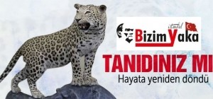Öldürülen leopar yeniden doğdu!