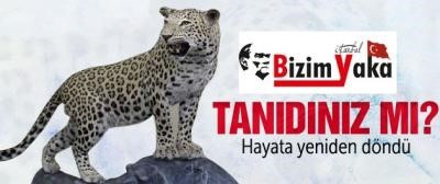 Öldürülen leopar yeniden doğdu!