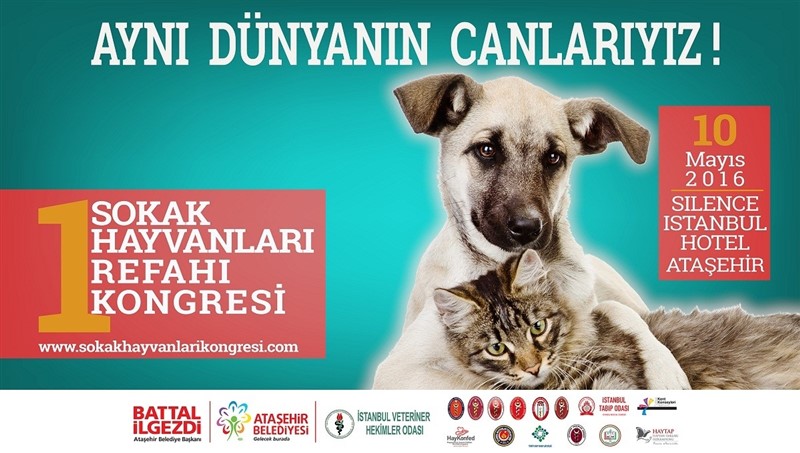 Sokak Hayvanları sahipsiz değil.