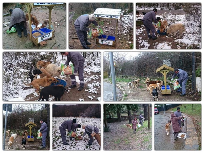 Beykoz Sokak Hayvanlarını Unutmadı