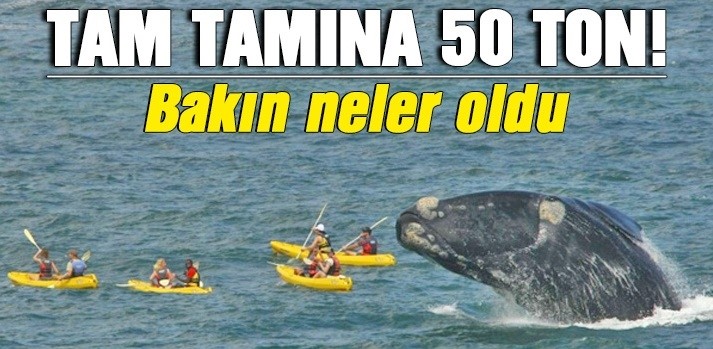 Dev Balinalar Av Peşinde!