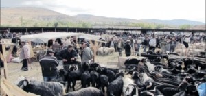 Kurbanlıklar yerlerini alıyor!