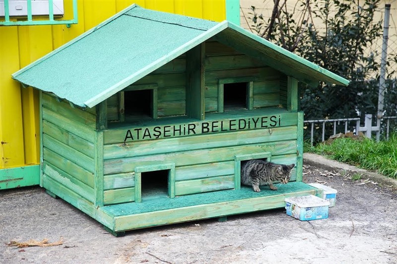 Kediler Yuvalarına Kavuşuyor
