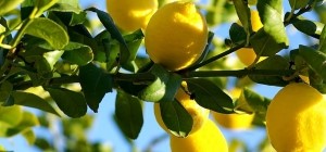 Fiyatı Fırlayınca Rusya Yasak Koyamadı