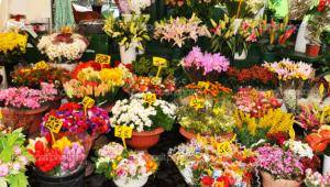 Onlar artık sertifikalı çiçekçi