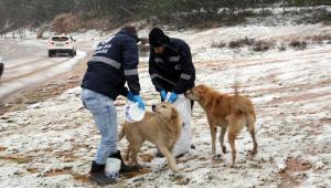 KARTAL BELEDİYESİ SOKAK KÖPEKLERİNİ UNUTMADI