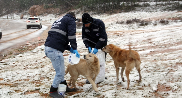 KARTAL BELEDİYESİ SOKAK KÖPEKLERİNİ UNUTMADI