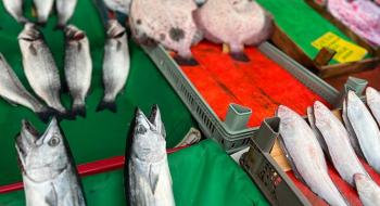 Marmara Denizi’nde balık türü azalıyor