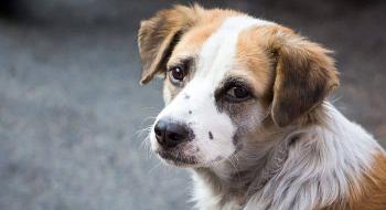 Hayvan Sahibi Hukuki ve Cezai Sorumluluklara da Sahip”