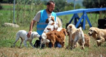 Terk edilen farklı cins 20 evcil köpeğe yuva aranıyor