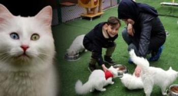 ‘Van kedisi artık turizm objesi’