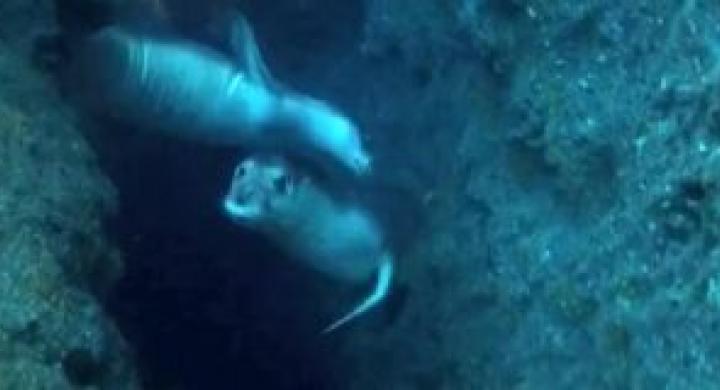 Fok yuvasına tekne turu tehdidi