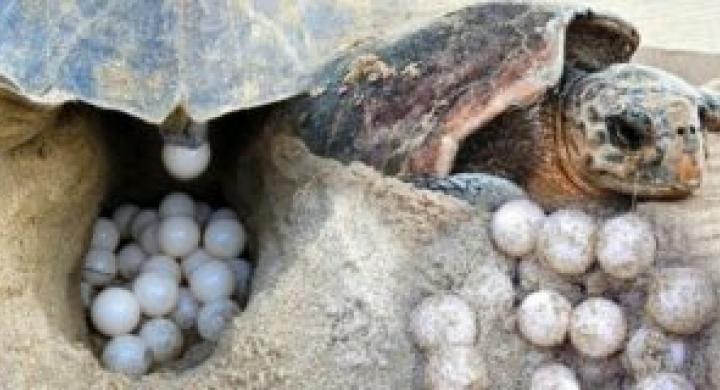 Caretta carettaları koruma çalışmaları sonuç vermeye başladı