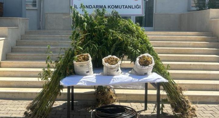 Uyuşturucu Madde İmal ve Ticareti, Yasadışı ekim