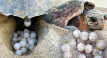 Caretta carettaları koruma çalışmaları sonuç vermeye başladı