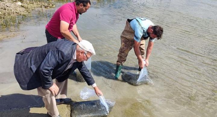 Çekerek Barajı’na 700 bin yavru sazan bırakıldı