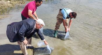 Çekerek Barajı’na 700 bin yavru sazan bırakıldı