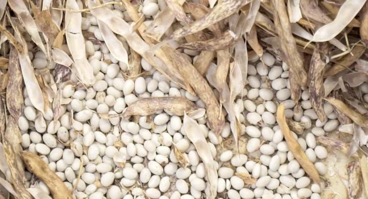 Başkan Ahmet Coşkun İspir Fasülyesi İçin Uyardı