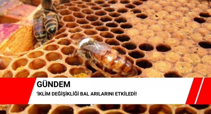İklim değişikliği bal arılarını etkiledi!