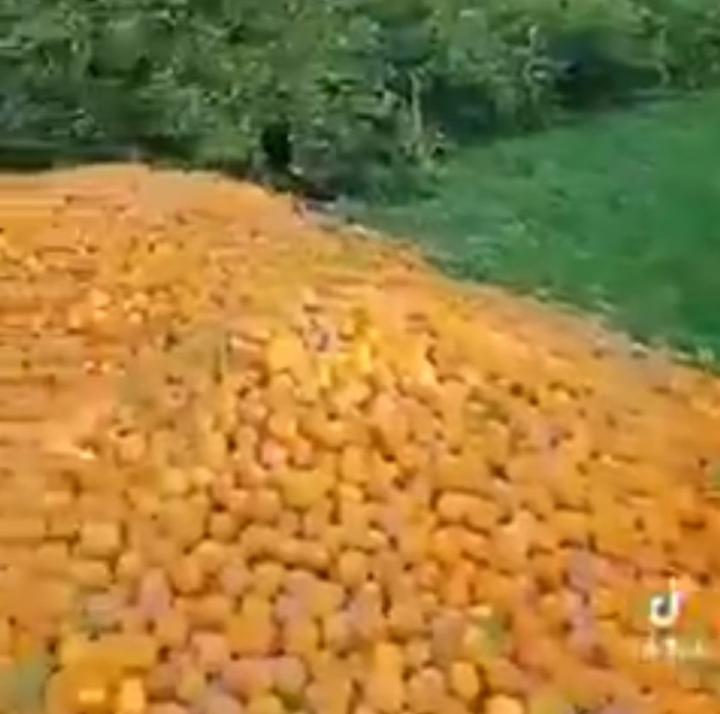 Limonun Fiyatı 100 TL“yi Zorlarken Üretici Zarar Ediyor