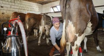 Ordu’’lu kadın üretici tek başına 20 inek bakıyor