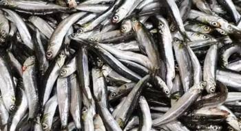 Av yasağı sona erdi, tezgahlar balıkla şenlendi