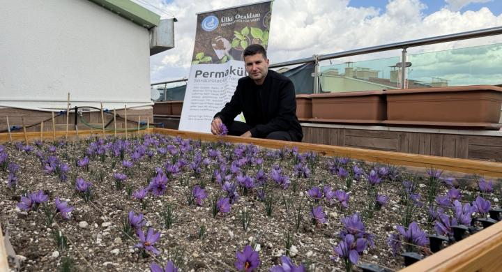 Ülkü Ocakları Genel Merkezi’nin Terasında Safran Hasadı!