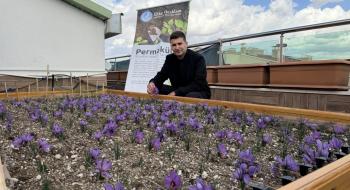 Ülkü Ocakları Genel Merkezi’nin Terasında Safran Hasadı!